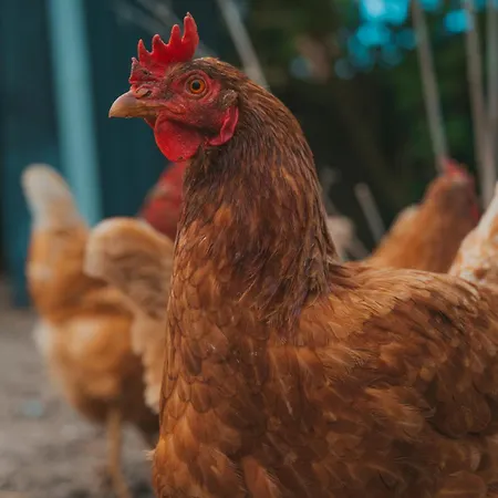 Santa Ana Westermarkelsdorf