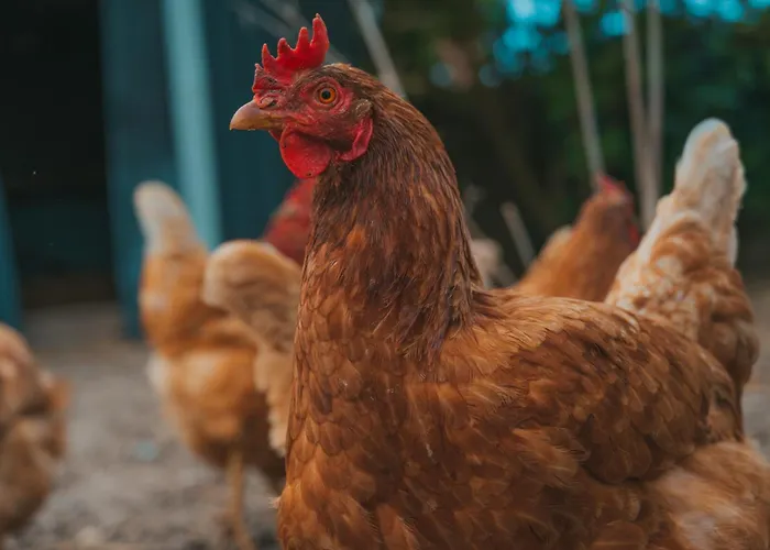 Santa Ana Westermarkelsdorf